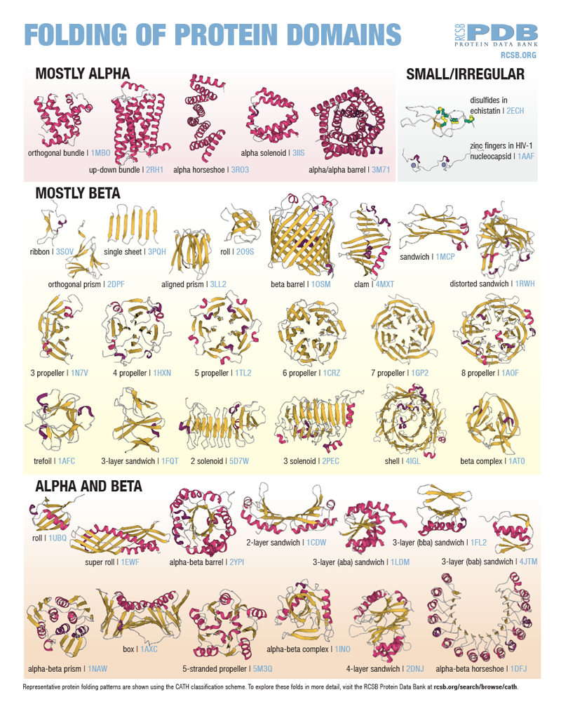 <I><a href="https://pdb101.rcsb.org/learn/flyers-posters-and-calendars/poster/folding-of-protein-domains">Folding of Protein Domains</a></I>